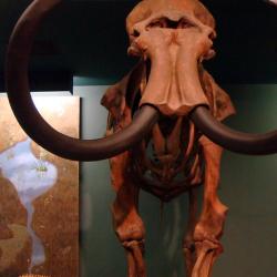 Mammoth skeleton from the Smithsonian Natural History Museum. Photo by Kansas Sebastian on Flickr CC BY-NC-ND 2.0