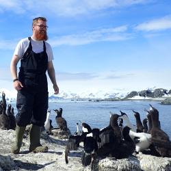 Paul_Whitelaw_Antarctic_Shag_Colony