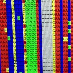 DNA alignment. Picture by Michela Leonardi