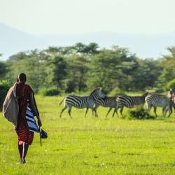 African hunter-gatherer in front of a herd of zebras. Picture by A Chomolla on Pexels