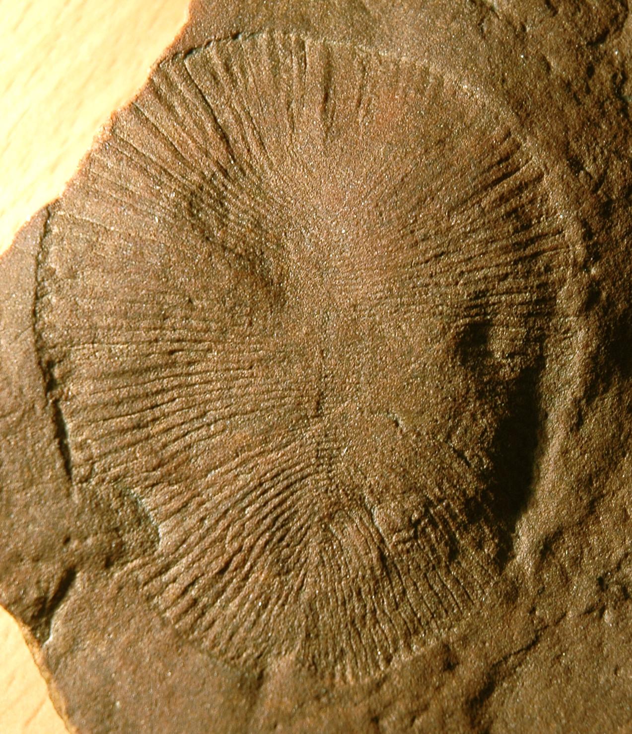 Dickinsonia costata (Ediacaran fossil), South Australian Museum, Adelaide, Australia. Photo by James St. John from Flickr. CC BY 2.0