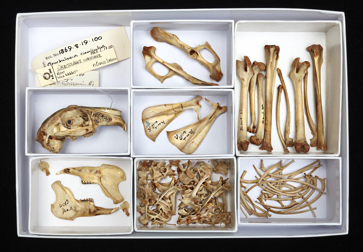 The skeleton of a rabbit, once in the collection of Charles Darwin, that was used for the study. Credits: Trustees of the Natural History Museum