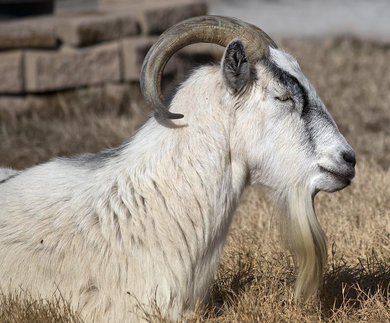 Male goat. Photo by Watts on Flickr, CC BY 2.0