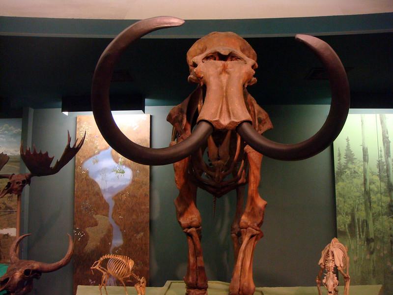 Mammoth skeleton from the Smithsonian Natural History Museum. Photo by Kansas Sebastian on Flickr CC BY-NC-ND 2.0