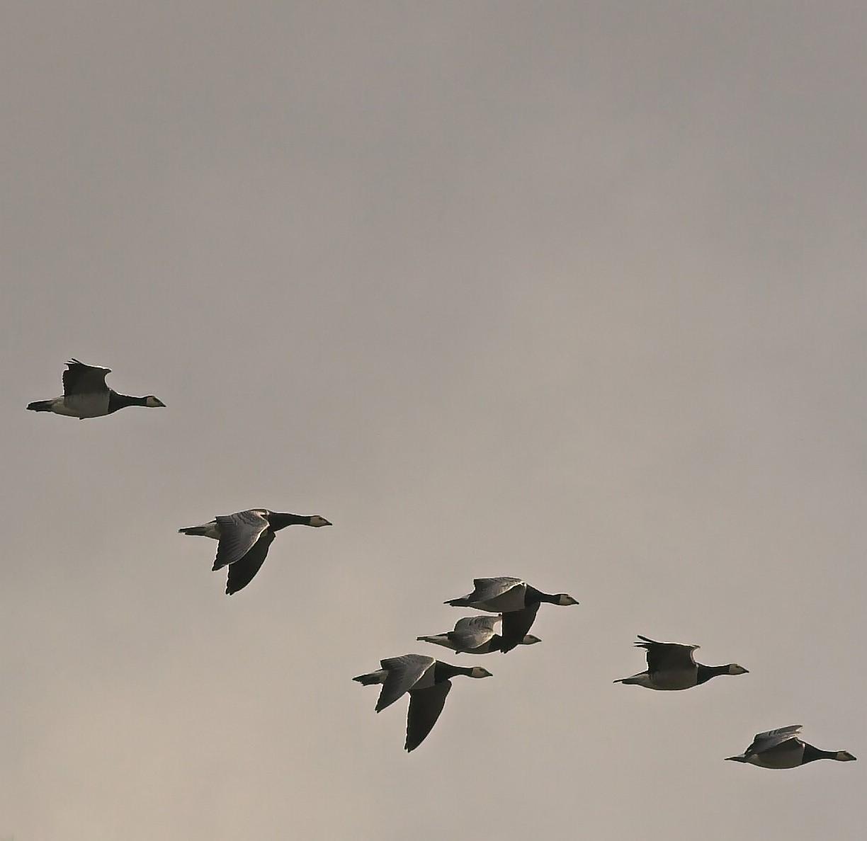 Barnacle Geese flock (Branta leucopsis) flying in formation during autum migration. Credits: Thermos on Wikimedia commons