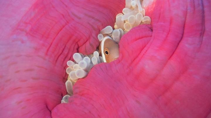 A clownfish hides within an anemone. Photo by Stefan Andrews