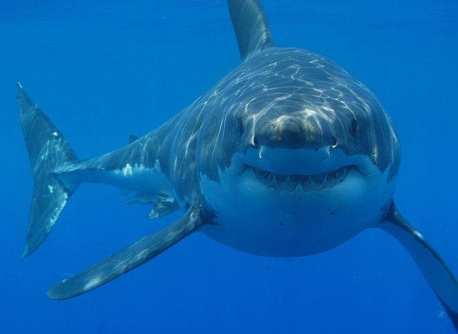 Great white shark (Carcharodon carcharias) Credits: Hermanus Backpackers, CC BY 2.0 <https://creativecommons.org/licenses/by/2.0>, via Wikimedia Commons