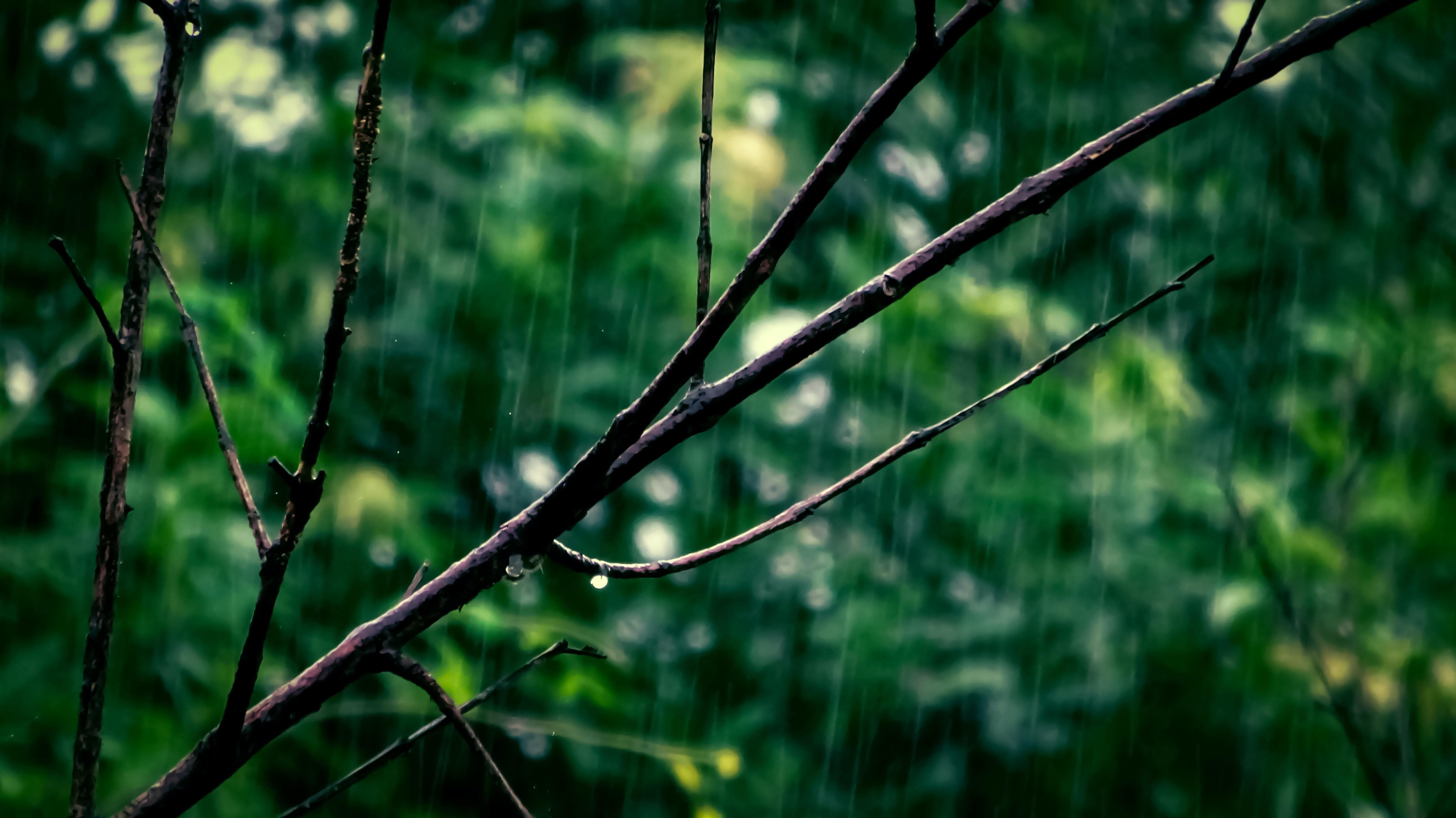 Rain in a forest. Picture by brazil topno from pexels