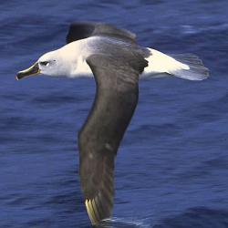 Grey-headed Albatross (Thalassarche chrysostoma) in South Georgia. Photo by Gregory "Slobirdr" Smith on Flickr. CC BY-SA 2.0