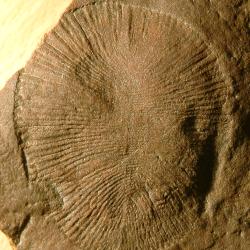 Dickinsonia costata (Ediacaran fossil), South Australian Museum, Adelaide, Australia. Photo by James St. John from Flickr. CC BY 2.0