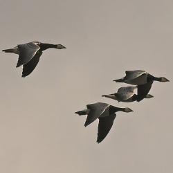 Barnacle Geese flock (Branta leucopsis) flying in formation during autum migration. Credits: Thermos on Wikimedia commons