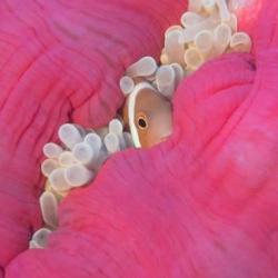 A clownfish hides within an anemone. Photo by Stefan Andrews