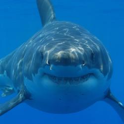 Great white shark (Carcharodon carcharias) Credits: Hermanus Backpackers, CC BY 2.0 <https://creativecommons.org/licenses/by/2.0>, via Wikimedia Commons