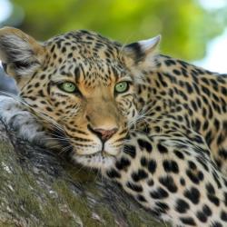 African leopard. Credit: Pixabay from pexels