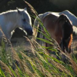 Horses from Camargue (France) in summer 2013. Picture by Michela Leonardi