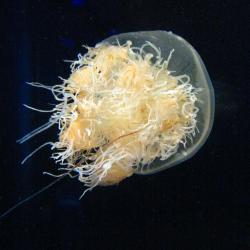 Nomura’s jellyfish. Source: Wikimedia Commons