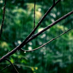 Rain in a forest. Picture by brazil topno from pexels