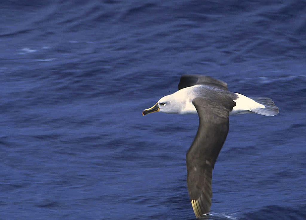 Grey-headed Albatross (Thalassarche chrysostoma) in South Georgia. Photo by Gregory "Slobirdr" Smith on Flickr. CC BY-SA 2.0