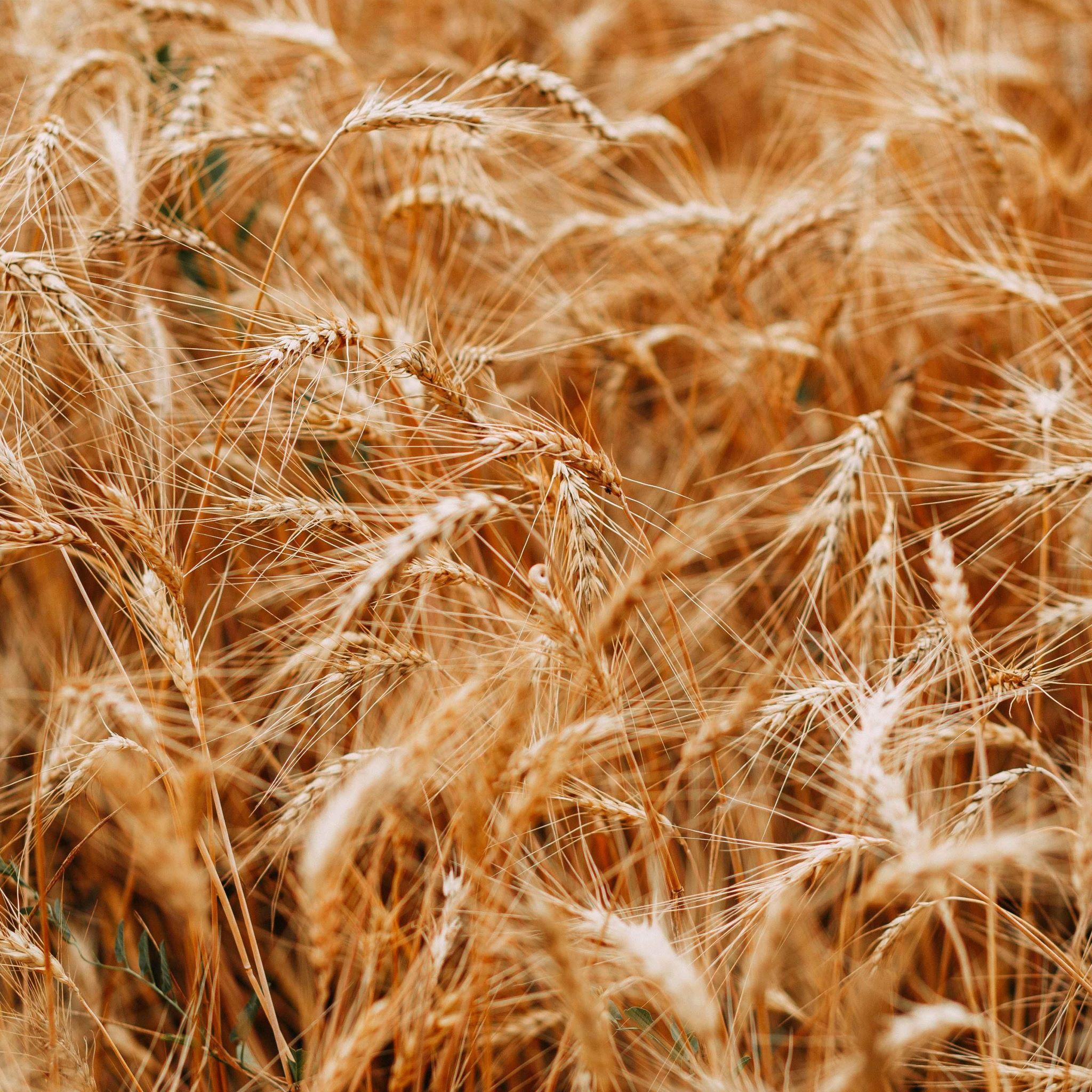 Crops. Photo by Natalie Bond from pexels