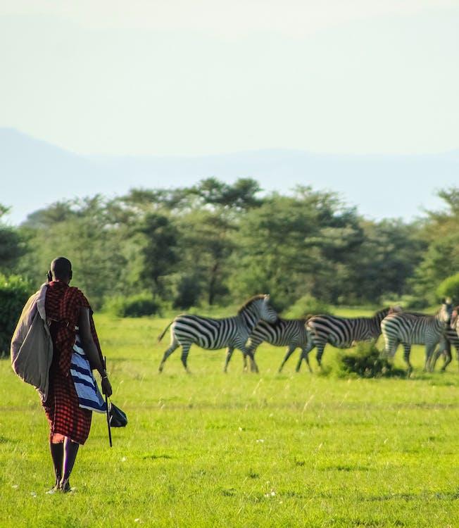 African hunter-gatherer in front of a herd of zebras. Picture by A Chomolla on Pexels